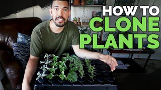 How to Clone Plants Propagating in an Aeroponic System 101 [upl. by Emelda112]