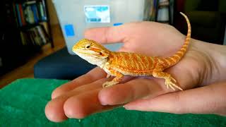 Unboxing baby bearded dragon [upl. by Nodnart579]