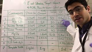 How To PCR Calculations [upl. by Hooge]