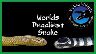 Inland Taipan vs Belchers Sea Snake  Which Is The Worlds Deadliest Snake [upl. by Svensen]