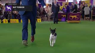 Rat Terriers  Breed Judging 2019 [upl. by Nrobyalc]