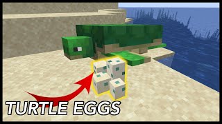 How To Get Turtle Eggs In Minecraft [upl. by Leumek]