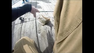 STUNG BY A STINGRAY INSANE FOOTAGE [upl. by Nnaes]