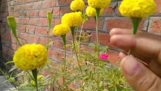 How to grow marigold plant winter care [upl. by Kalfas]