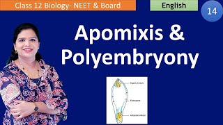 Apomixis and Polyembryony NCERT Class 12  English [upl. by Aronas204]