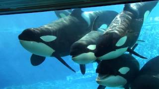 6 Killer Whales in Underwaterviewing Seaworld Orlando [upl. by Yettie]