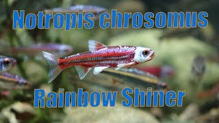 Notropis chrosomus  Rainbow shiner [upl. by Boyer]