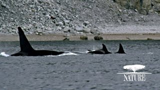 Killer Whales Attack Pod of Narwhal  Nature on PBS [upl. by Aerdnod]