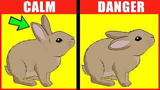 Rabbit Body Language Explained [upl. by Eilime25]