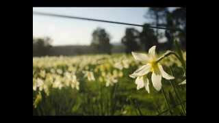 Daffodils Song Wordsworths poem [upl. by Ynohtnael990]