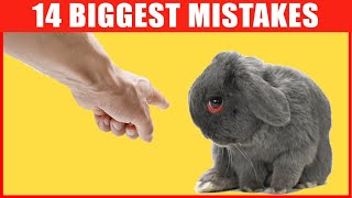 14 Common Mistakes Rabbit Owners Make [upl. by Meekar738]