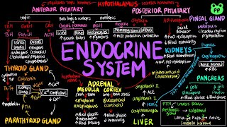 Endocrine System  Animal Physiology 07  Biology  PP Notes  Campbell 8E Ch 45 [upl. by Eads]