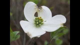 Plant portrait  Flowering dogwood Cornus florida [upl. by Reamy]