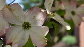 Plant Profile Dogwood Trees [upl. by Dinsmore]