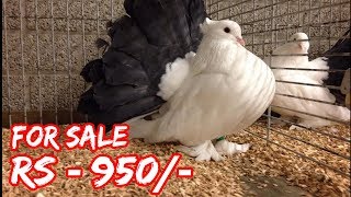 Indian fancy pigeon  american fantail  Perfect Tail Mark Fantail Pigeon  Fancy Pigeon breed [upl. by Fabrienne]