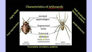 Invertebrate Diversity Part 3 Introduction to Arthropods [upl. by Oletta]