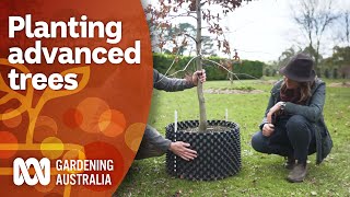 How to plant advanced trees  Gardening Australia [upl. by Yeslah]