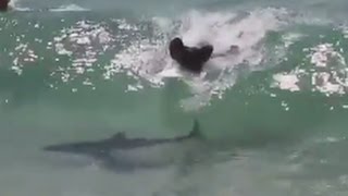 Surfer Catches Wave With Shark [upl. by Ellecrad]