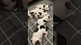 Staffordshire Bull Terriers Puppies [upl. by Gothart]