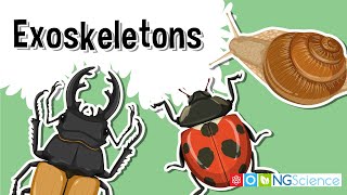 Exoskeletons – The Armor of the Arthropods [upl. by Nylessoj]