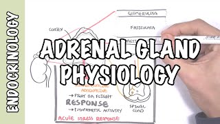 Endocrinology  Adrenal Gland Hormones [upl. by Byran]