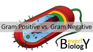 Gram Positive vs Gram Negative Bacteria [upl. by Iborian2]