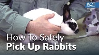 How to Pick Up Rabbits [upl. by Noby]