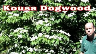 Kousa Dogwood  Cornus kousa  Small Flowering Tree White Flowers [upl. by Joab]