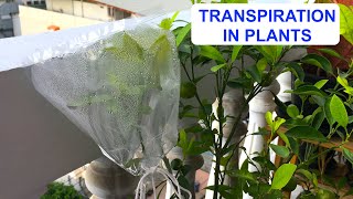 TRANSPIRATION IN PLANTS  Why is Transpiration Important  How Plants Release Water  Transpiration [upl. by Darreg]