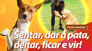 Como ensinar seu cachorro os 5 COMANDOS MAIS IMPORTANTES no adestramento [upl. by Serrell]