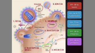 VIH y terapia antirretroviral [upl. by Isied]