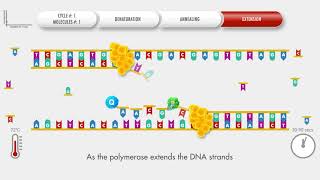 Animated PCR Real Time qPCR procedure [upl. by Akcimahs]