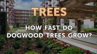 How Fast Do Dogwood Trees Grow [upl. by Enelrats]