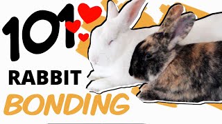 A Beginners Guide to Bonding Rabbits [upl. by Annej]