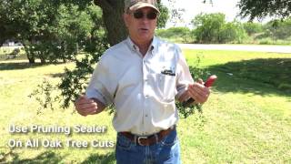 How And When To Properly Prune Your Oak Trees [upl. by Galligan]