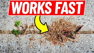 Homemade Weed Killer Recipe That Really Works [upl. by Nailil]