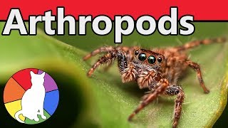 Arthropods  Animal Fact Files [upl. by Manard10]