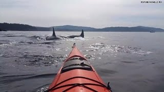 Yikes 30 killer whales surrounded her kayak [upl. by Hunfredo]