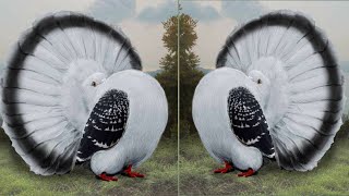 Top 10 Most Beautiful American Fantail Pigeons  Fantail Pigeon Exhibition Show 2020 By NPAB [upl. by Imer]