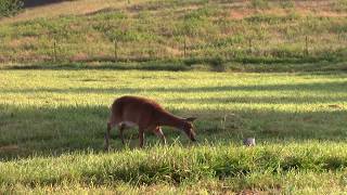 FAWN DISTRESS  DEER and COYOTE Magnet [upl. by Kopple]