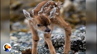 Newborn Fawn Takes First Steps  The Dodo [upl. by Iarised]