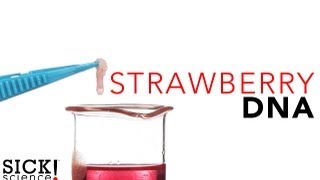 Strawberry DNA  Sick Science 114 [upl. by Otrepur]