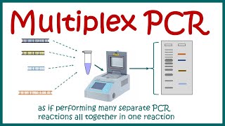 Multiplex PCR [upl. by Baptist986]