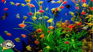 Glofish Care Guide  Aquarium CoOp [upl. by Yllac]