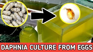 HOW TO HATCH DAPHNIA EGGS  HOW TO CULTURE DAPHNIA [upl. by Haikan]