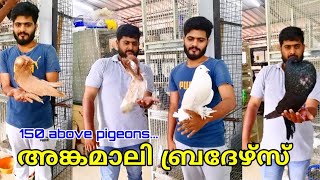 150ലധികം പ്രാവുകളും ആയി Rojin അങ്കമാലി Pigeon loft in Angamali Nibin Augustine [upl. by Corliss]