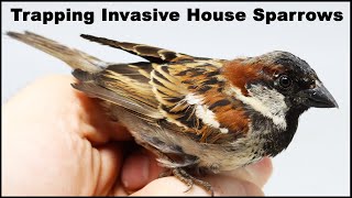 How To Catch Invasive House Sparrows Mousetrap Monday [upl. by Torruella]