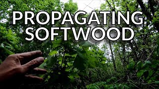 Propagating Rooting Oak Trees from Softwood Cuttings [upl. by Haliak]