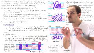 Integral and Peripheral Membrane Proteins Part II [upl. by Adnirb]