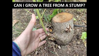 CAN I GROW A TREE FROM A STUMP [upl. by Kire]